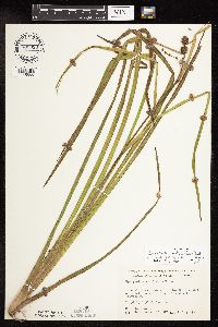 Sparganium androcladum image