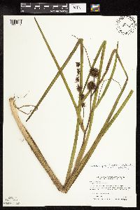 Sparganium androcladum image
