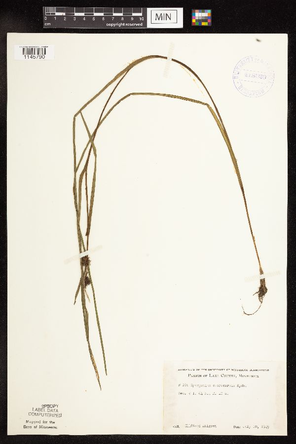 Mimulus ringens var. ringens image