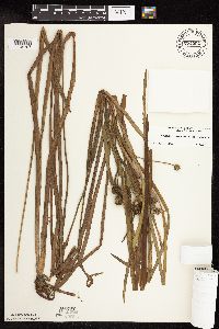 Sparganium emersum image