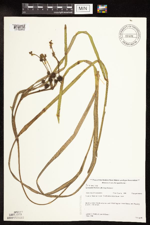 Sparganium fluctuans image