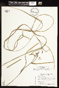 Sparganium fluctuans image