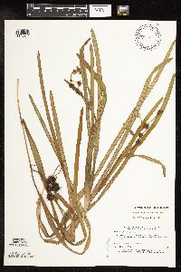 Sparganium fluctuans image