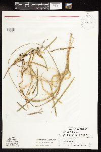 Sparganium fluctuans image