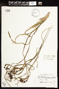 Sparganium fluctuans image