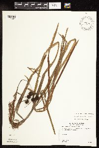 Sparganium fluctuans image