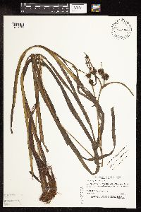 Sparganium fluctuans image