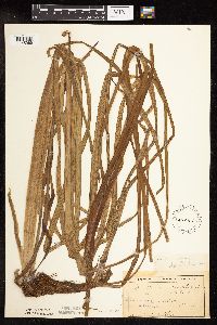 Sparganium fluctuans image