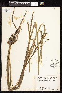 Sparganium fluctuans image