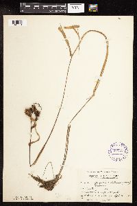 Sparganium fluctuans image