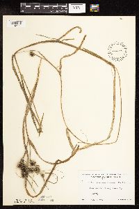 Sparganium fluctuans image