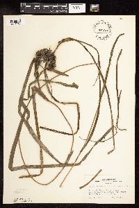 Sparganium fluctuans image