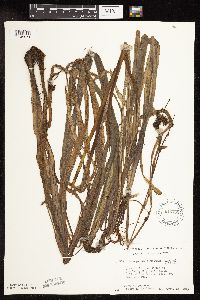 Sparganium fluctuans image