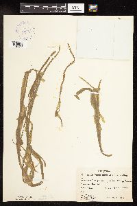 Sparganium fluctuans image