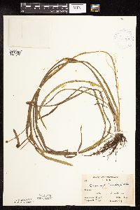 Sparganium fluctuans image