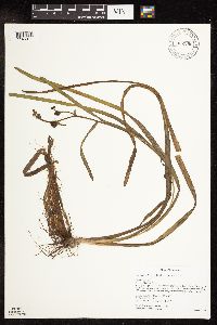 Sparganium fluctuans image