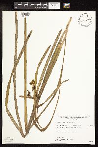 Sparganium fluctuans image