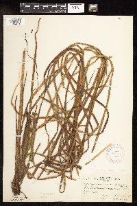 Sparganium fluctuans image