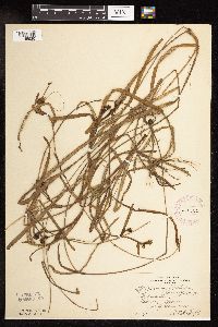 Sparganium fluctuans image