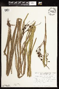 Sparganium fluctuans image