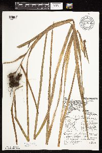 Sparganium fluctuans image