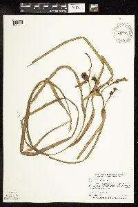 Sparganium fluctuans image