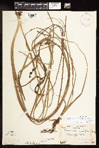 Sparganium fluctuans image