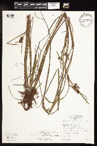 Sparganium fluctuans image