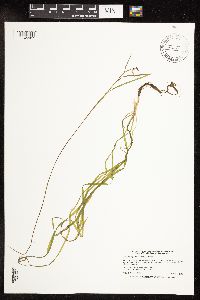 Sparganium fluctuans image