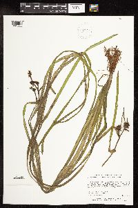 Sparganium fluctuans image