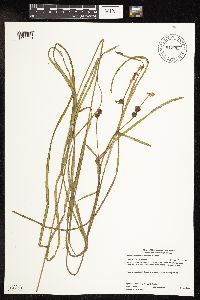 Sparganium fluctuans image