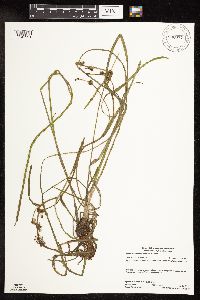 Sparganium fluctuans image