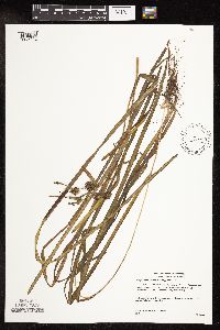 Sparganium fluctuans image