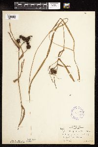 Sparganium fluctuans image