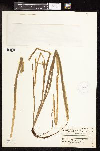 Sparganium fluctuans image