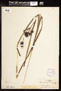 Sparganium fluctuans image