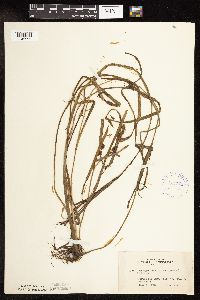 Sparganium fluctuans image