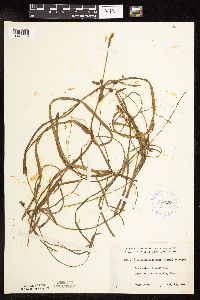 Sparganium fluctuans image