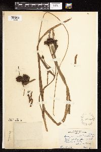 Sparganium fluctuans image