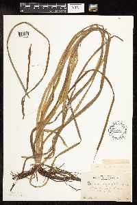 Sparganium fluctuans image