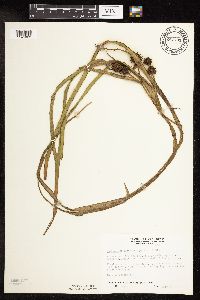 Sparganium fluctuans image