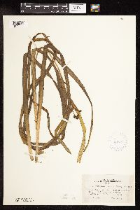 Sparganium fluctuans image