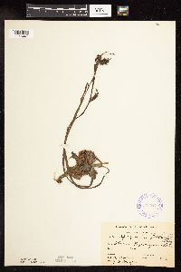 Sparganium fluctuans image