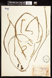 Sparganium fluctuans image