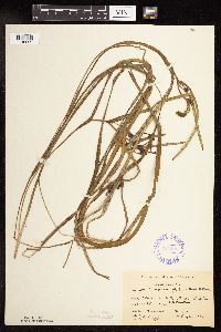 Sparganium fluctuans image