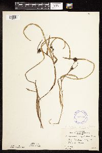 Sparganium fluctuans image