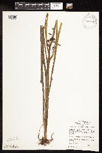 Sparganium fluctuans image