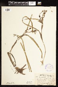 Sparganium fluctuans image