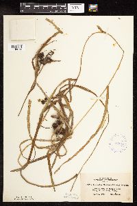 Sparganium fluctuans image