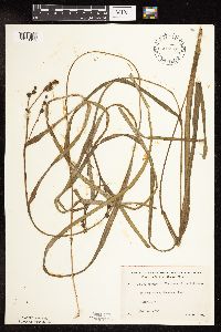 Sparganium fluctuans image